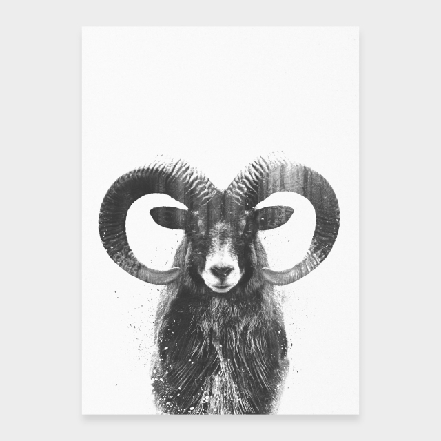 Mufflon