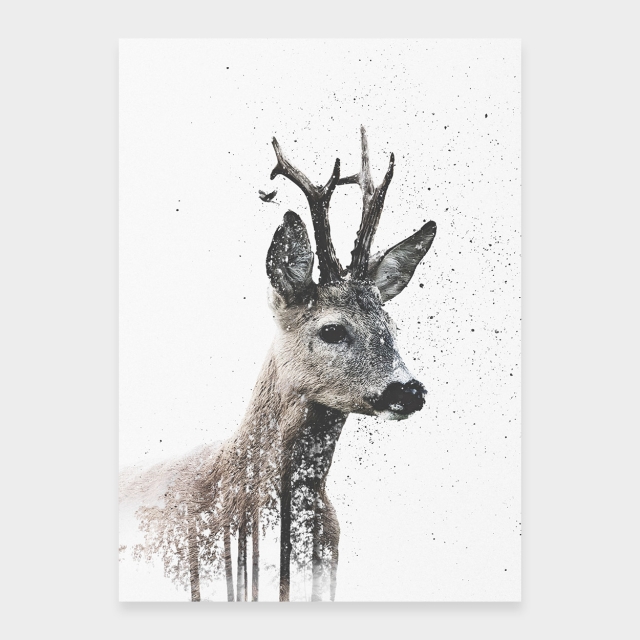 Bock av björkskog