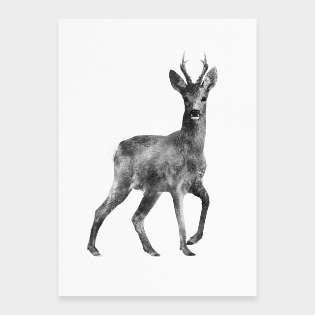 Roebuck