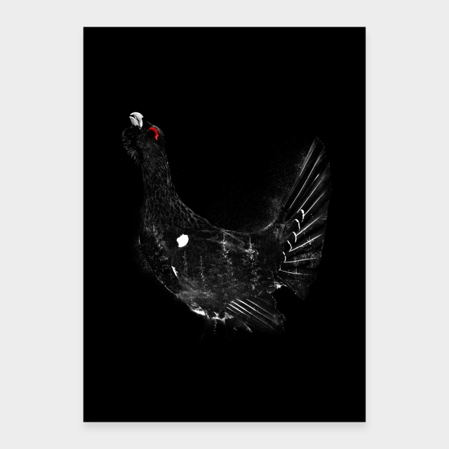 Capercaillie svart
