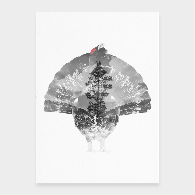 Capercaillie